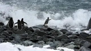 Yankee Harbour Antarktis